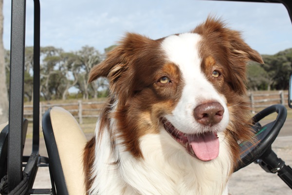 Meet Ozzie the Aussie